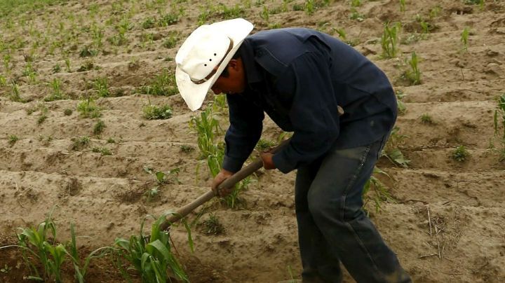 Crece número de pequeños productores beneficiados en Sonora; Sader amplía padrón a casi 12 mil