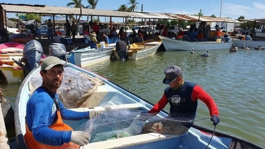 Pescadores de Guaymas temen que la veda de camarón se levante hasta octubre