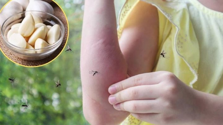 Repelentes caseros: 5 soluciones naturales y fáciles para tener un hogar libre de mosquitos