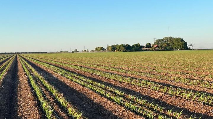 En riesgo 150 mil hectáreas en el Valle del Yaqui: Podrían no sembrarse para el próximo ciclo