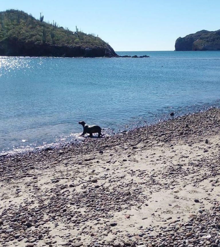 El momento en que la loba marina fue dejada en el libertad