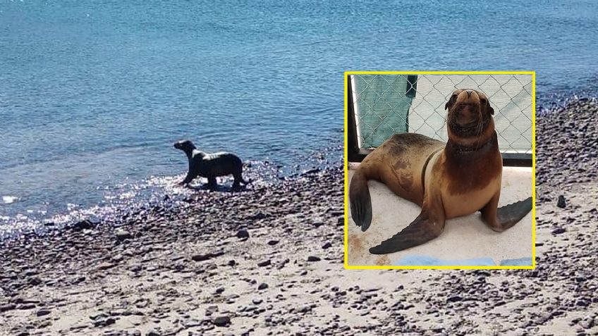 De vuelta a casa: Liberan a loba marina rescatada tras enredarse con chinchorro en San Carlos