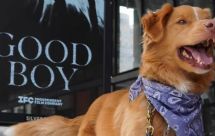 Hace historia en Hollywood: Indy, perro protagonista de 'Good Boy', gana en los Astra Awards 2026