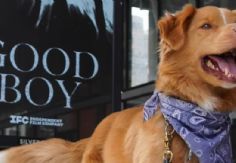 Foto ilustrativa de nota Hace historia en Hollywood: Indy, perro protagonista de 'Good Boy', gana en los Astra Awards 2026