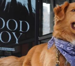 Hace historia en Hollywood: Indy, perro protagonista de 'Good Boy', gana en los Astra Awards 2026