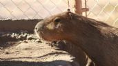 Foto ilustrativa de la nota titulada: Un nuevo inquilino en Hermosillo: El capibara del Centro Ecológico ya tiene fecha de exhibición (FOTOS)
