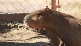 Foto que representa a Un nuevo inquilino en Hermosillo: El capibara del Centro Ecológico ya tiene fecha de exhibición (FOTOS)