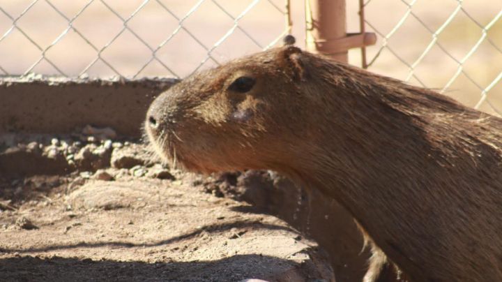 Un nuevo inquilino en Hermosillo: El capibara del Centro Ecológico ya tiene fecha de exhibición (FOTOS)