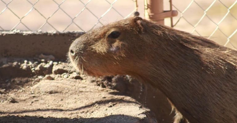 Centro Ecológico en Hermosillo, Sonora, busca pareja para su recién llegada capibara