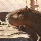 Un nuevo inquilino en Hermosillo: El capibara del Centro Ecológico ya tiene fecha de exhibición (FOTOS)