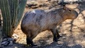 Foto ilustrativa de la nota titulada: Nuevo habitante del Centro Ecológico de Sonora: Capira ya puede ser VISITADO en Hermosillo