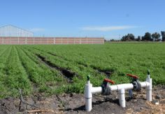 Foto ilustrativa de nota Riego programado no cumplirá expectativas en Guaymas y Empalme durante la temporada hortícola 2025–2026