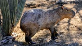 Foto que representa a Nuevo habitante del Centro Ecológico de Sonora: Capira ya puede ser VISITADO en Hermosillo