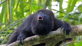 Foto que representa a ¡ALERTA! Surge preocupación al morir mono saraguato por gusano barrenador en Chiapas