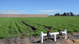 Foto que representa a Riego programado no cumplirá expectativas en Guaymas y Empalme durante la temporada hortícola 2025–2026