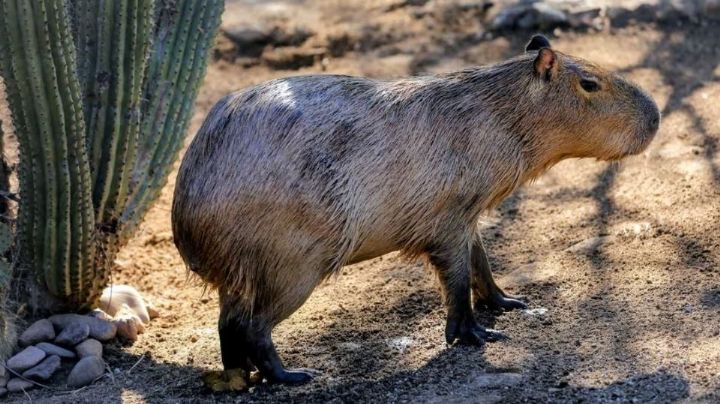 Nuevo habitante del Centro Ecológico de Sonora: Capira ya puede ser VISITADO en Hermosillo