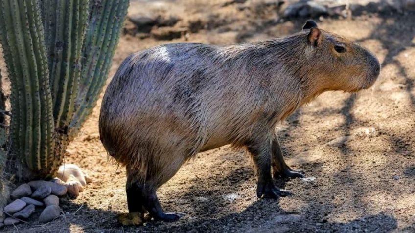Nuevo habitante del Centro Ecológico de Sonora: Capira ya puede ser VISITADO en Hermosillo
