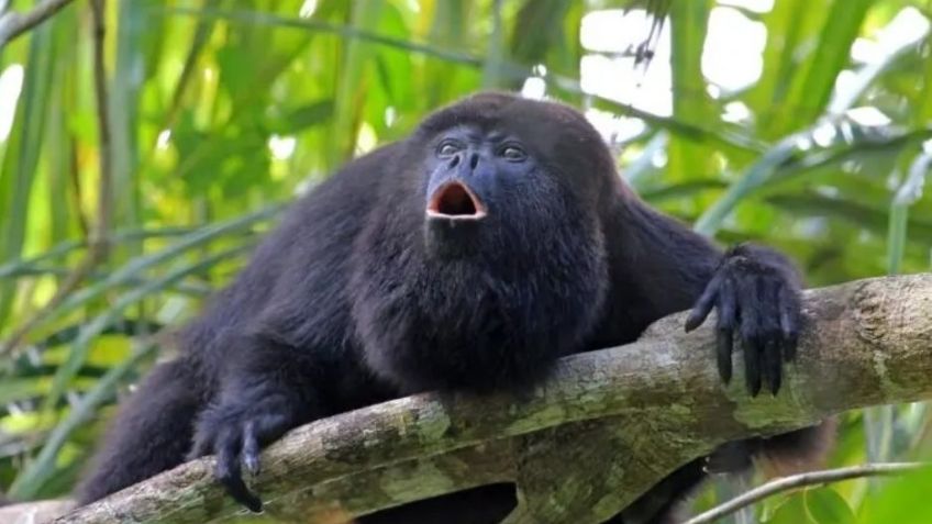 ¡ALERTA! Surge preocupación al morir mono saraguato por gusano barrenador en Chiapas