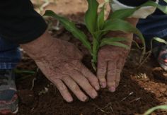 Foto ilustrativa de nota La Sader entrega 71.8 millones de pesos a 347 productores de trigo sonorenses