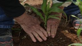 Foto que representa a La Sader entrega 71.8 millones de pesos a 347 productores de trigo sonorenses