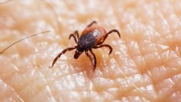 Foto que representa a Ciudad Obregón refuerza esfuerzos contra la fiebre manchada con esterilizaciones y prevención