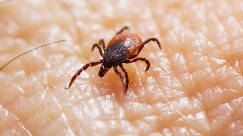 Ciudad Obregón refuerza esfuerzos contra la fiebre manchada con esterilizaciones y prevención