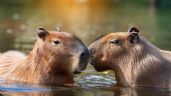 Foto ilustrativa de la nota titulada: Todos los DETALLES que necesitas saber si deseas tener un CAPIBARA como MASCOTA en México
