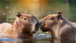 Foto que representa a Todos los DETALLES que necesitas saber si deseas tener un CAPIBARA como MASCOTA en México