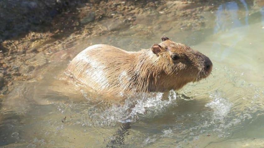 ¡Nadie se lo quiere perder! Más de 11 mil personas visitan el Centro Ecológico de Sonora para conocer al capibara