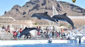 Foto ilustrativa de la nota titulada: Delfinario Sonora sigue operando con normalidad en San Carlos pese a nueva ley: Cedes