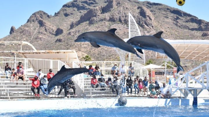 Delfinario Sonora sigue operando con normalidad en San Carlos pese a nueva ley: Cedes