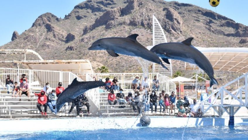 Delfinario Sonora sigue operando con normalidad en San Carlos pese a nueva ley: Cedes