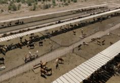 Foto ilustrativa de nota Alfonso Durazo y UGRS logran alianza para parque industrial y modernización ganadera; se invertirán más de 800 mdp