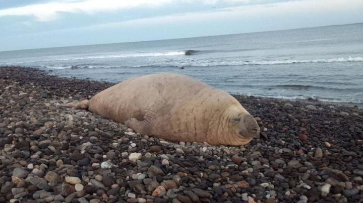 Elefante marino de gran tamaño se vuelve viral al visitar playa 'Los Ayala' en Nayarit