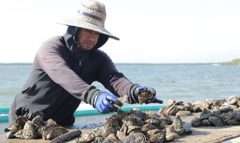 Febrero inicia con periodo de veda: Restringen captura de 7 especies marinas en 10 estados del país