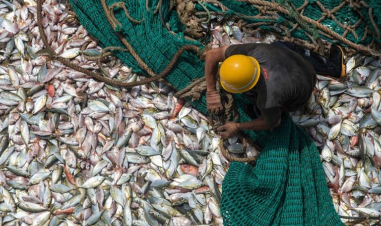 Febrero inicia con periodo de veda: Restringen captura de 7 especies marinas en 10 estados del país