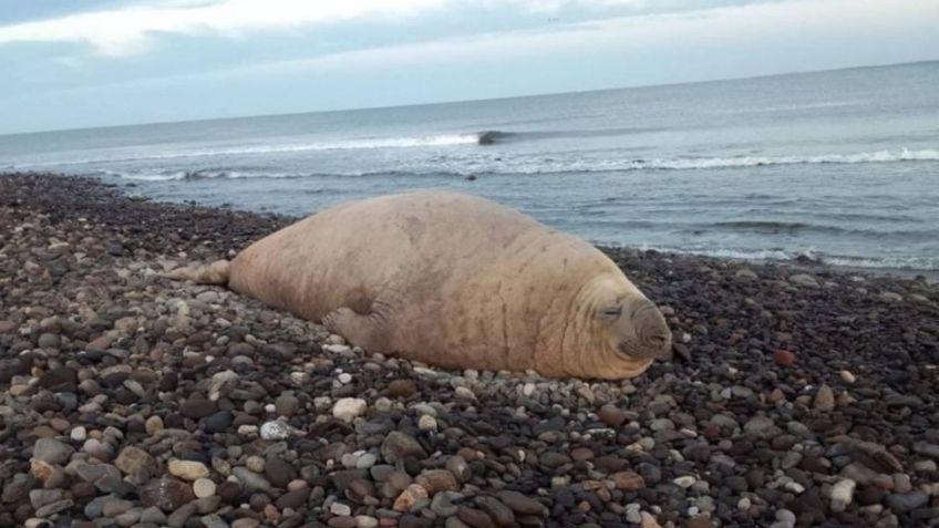 Elefante marino de gran tamaño se vuelve viral al visitar playa 'Los Ayala' en Nayarit