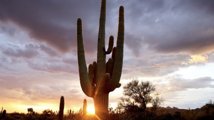 Temperaturas en Sonora HOY 29 de enero: ¿Cuál es el pronóstico del CLIMA para este JUEVES?