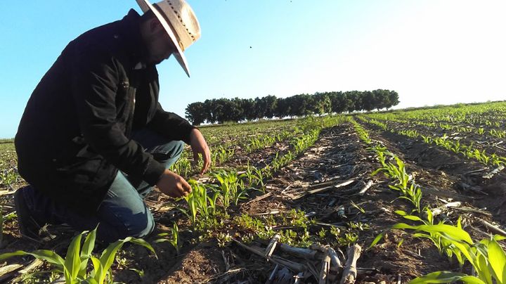 Siembra en el Valle del Yaqui crece hasta un 50 por ciento y genera cinco mil mdp para la economía local