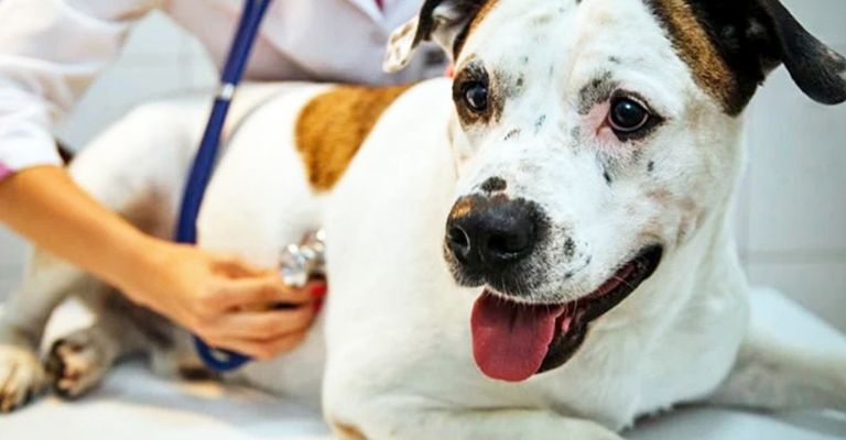 A pesar de las temperaturas inusuales, los perros continúan siendo infectados por garrapatas, junto con el parvovirus.