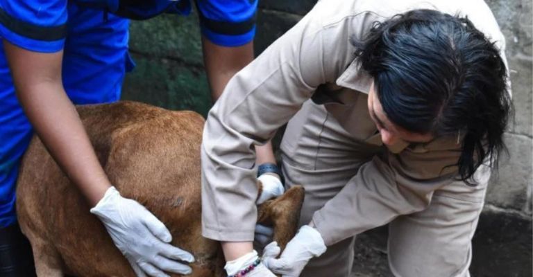 Gusano Barrenador en México afecta a el ganado