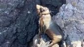 Foto ilustrativa de la nota titulada: A salvo y en rehabilitación: Rescatan a lobo marino enredado con chinchorro en San Carlos