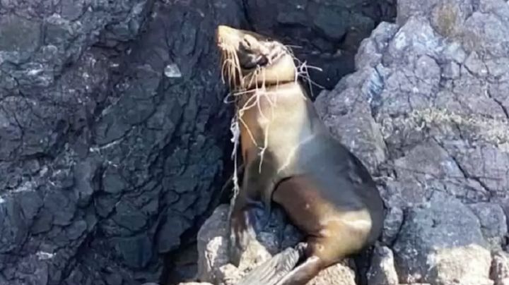A salvo y en rehabilitación: Rescatan a lobo marino enredado con chinchorro en San Carlos