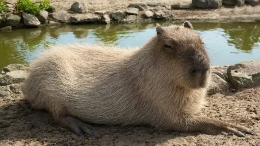 ¡Un capibara! El nuevo inquilino que llegará al Centro Ecológico de Sonora este 2026