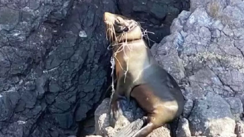 A salvo y en rehabilitación: Rescatan a lobo marino enredado con chinchorro en San Carlos