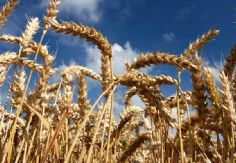 Foto ilustrativa de nota Existe preocupación en el Valle del Yaqui por falta de horas frías para el cultivo de trigo