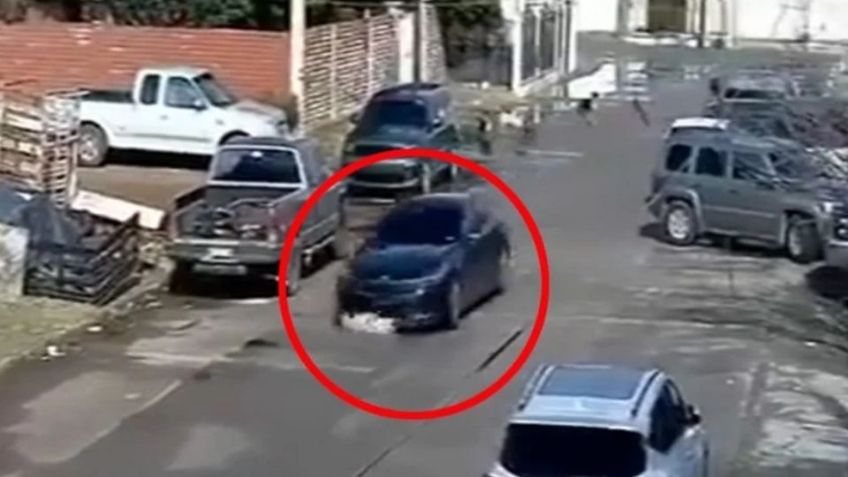 Conductor atropella a perros y se da a la fuga, rescatan a lobo marino en San Carlos y más en Top 3 Sonora