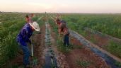 Foto ilustrativa de la nota titulada: Crisis en campos de Guaymas y Empalme; productores enfrentan déficit en la mano de obra