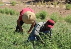 Foto ilustrativa de nota Sader Sonora continuará este 2026 con inversión clave para el campo; estos son los programas beneficiados