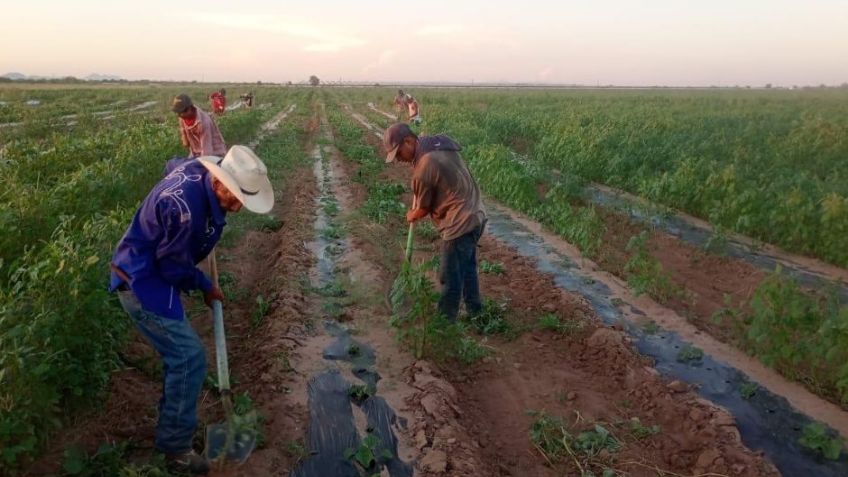 Crisis en campos de Guaymas y Empalme; productores enfrentan déficit en la mano de obra